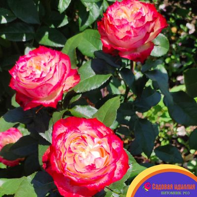 Эпл Джек (Apple Jack)