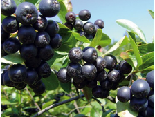 Арония сливолистная Неро 3-х летка ОКС