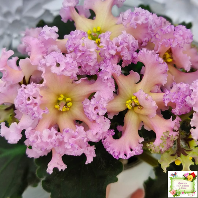 РМ-Оранжевое Лето (Н. Скорнякова) 2022 г. (детка)