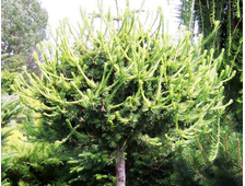 Лиственница европейская Корник на штамбе 90см.