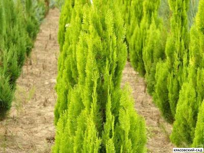 Туя Пирамидалис Ауреа - Pyramidalis Aurea