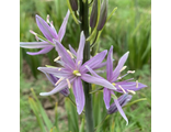 Camassia leichtlinii Violet Candle