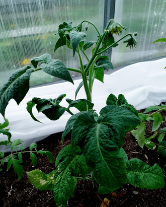 Семена томата Чоэмато Гном