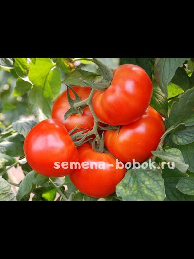Томат Андромеда F1, 10 шт