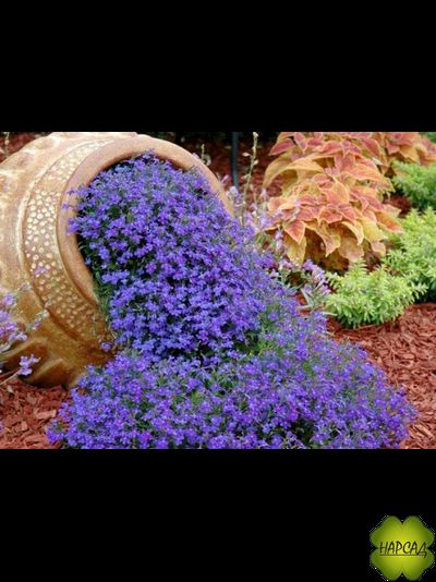 ЛОБЕЛИЯ 10 ШТ (ПЫШНОЦВЕТУЩАЯ, НЕПРИХОТЛИВАЯ)