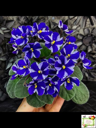 Concord (Horikoshi/Ozaki) (10/03/1992) химера (пасынок укоренённый)