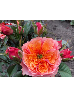 Кенсингтон Гарденс (Kensington Gardens) роза, ЗКС