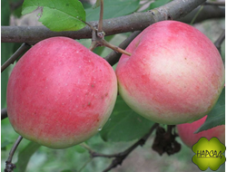 Яблоня "СТРОЕВСКОЕ" (ВЕЛИКОЛЕПНЫЙ ВКУС! Саженец 1 год, на полукарликовом подвое)