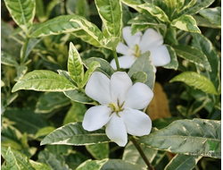 Gardenia augusta 'Fukurinkoba' (variegated form) / Гардения Фукуринкоба вариегатная