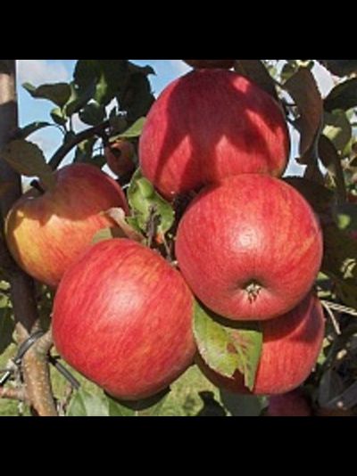Персиковое (яблоня)