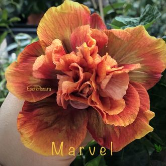 Гибискус Marvel