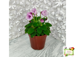 SimSim Tiny Bells (Alex Mayer) (детка)