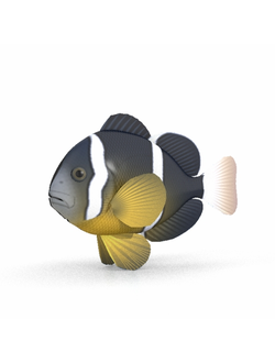 рыбы Клоун кларка