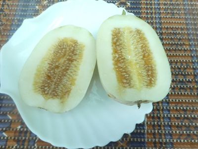 Дыня Мечта сибарита (Мечта лентяя)