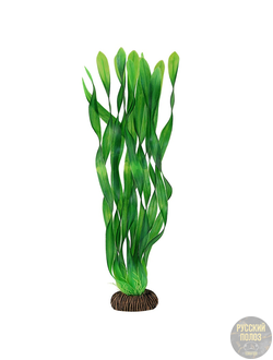 Растение "Валлиснерия" зеленая, 350мм, Laguna