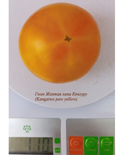 Томат Гном Лапа кенгуру желтый (Dwarf Kangaroo Paw Yellow)