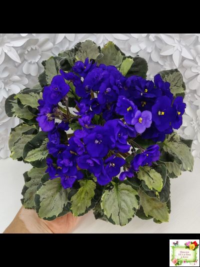 Harmony&#039;s Little Stinker (Harmony) листовая химера (пасынок сорт укоренённый)