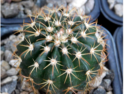 Melocactus disciformis (D=20-25мм)