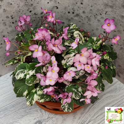 Mac's 1306-2 (G.McDonald) трейлер