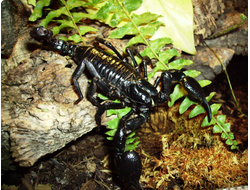 Heterometrus petersi