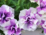 Origami Lavender Touch А 74