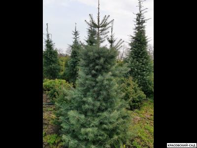 Пихта одноцветная - Abies concolor