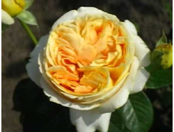 Кендлайт (Candlelight)  Ч/Г. Tantau