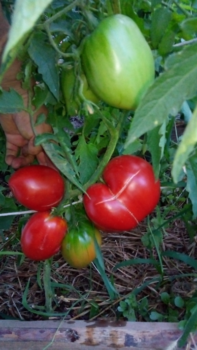 Томат Алиса (Alice)