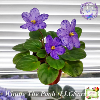 Winnie The Pooh (LLG/Sorano) (клакамас)