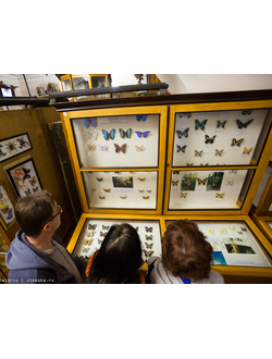 Детский квест в Зоомузее.