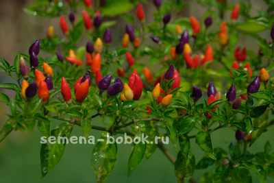 Перец острый NuMex Twilight, 10 шт