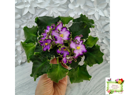 АВ-Пенная Вечеринка (Фиалковод) 2021 г.