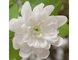 Anemonella thalictroides “White Bells”
