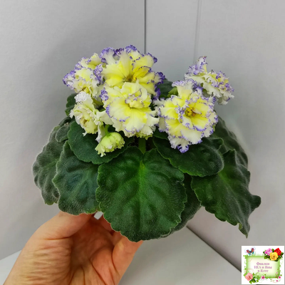 ЛЕ-Золото Нибелунгов (Е. Лебецкая) 2017 г.