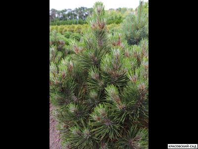 Сосна Компакт Джем - Compact Gem