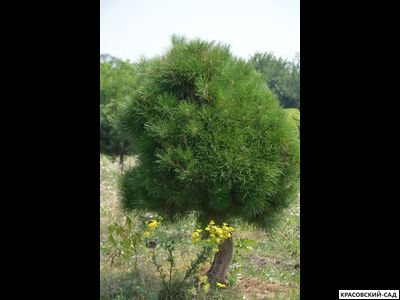 Сосна кедровая австрийская - Pinus Nigra Austriaca