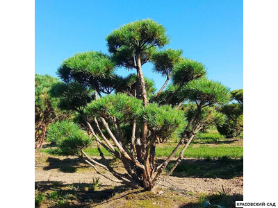 Ниваки - Бонсай садовый сосна Ватерери - Watereri