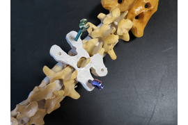 Шаблон для позвоночника