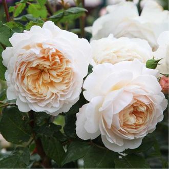 Крокуз Роз(Crocus Rose)