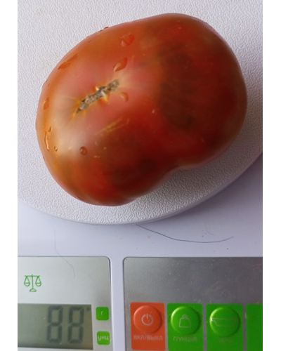 Томат Гном Пит Вайпер (Dwarf Pite Wiper, Гремучая змея)