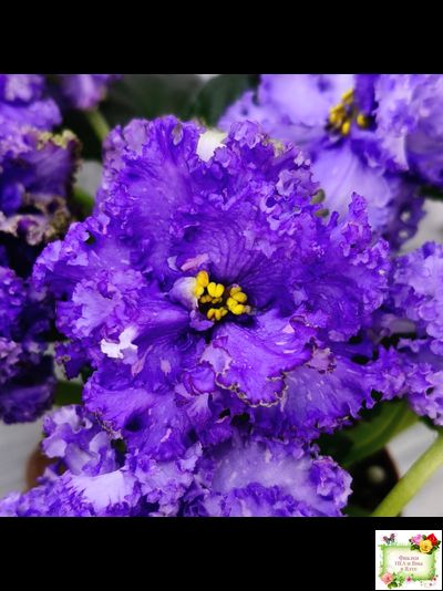 БР-Маленькое Счастье (С. и Н. Буркацкие) 2020 г.