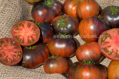 Томат Dwarf Rebel Starfighter Dipper's Delight (Гном Восставший Звездный Истребитель Восторг Диппера), 10 шт