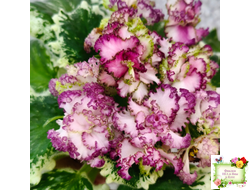 АВ-Буря Эмоций (Фиалковод) 2020 г.