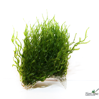 Сеточки для мхов 2мм, комплект с присосками