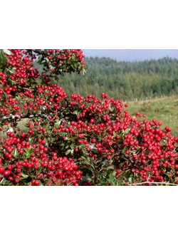 Боярышник (однопестичный)