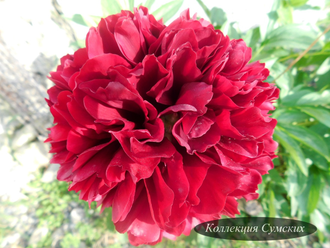 Пион Red Grace (Рэд Грэйс)