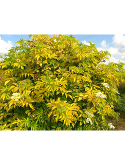 Бузина чёрная Aurea