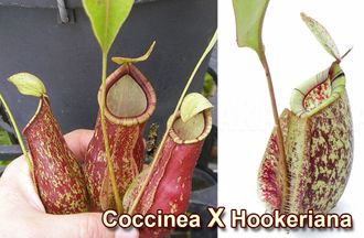 Nepenthes Hybrid Hookeriana X Coccinea - Непентес гибридный Хукериана Х Кокцинея