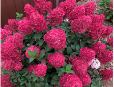 Гортензия метельчатая (Hydrangea paniculata `Framboisine`) Самарская Лидия,С2, ЗКС