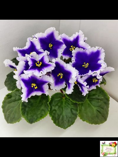 Dn-New Star (Д. Денисенко) 2019 г.